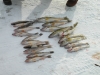 Sweet's Fishing Fish On!